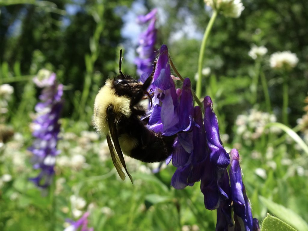A two-spotted bumble bee (Bombus bimaculatus) on purple vetch flower.