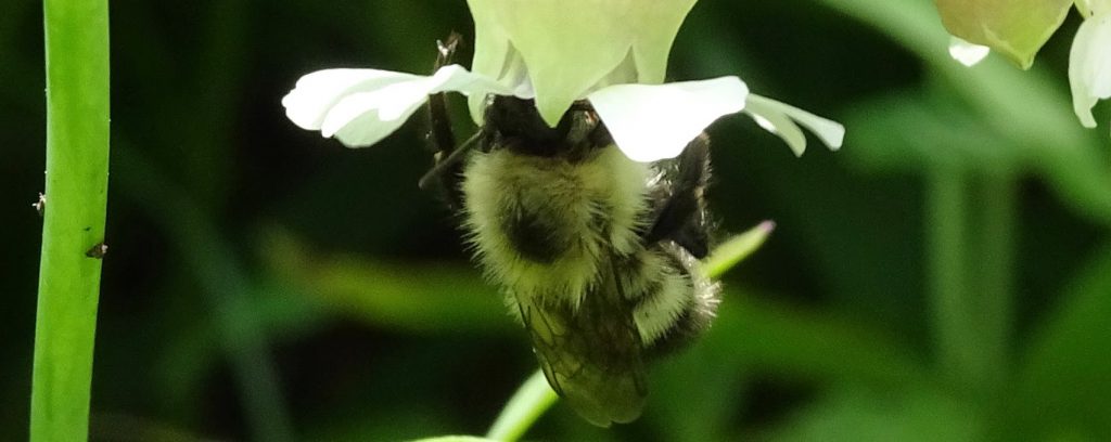 Female bombus griseocollis pollinating white campion