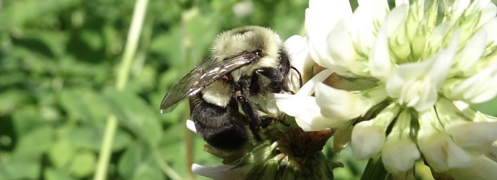 Female bombus impatiens pollinating white clover