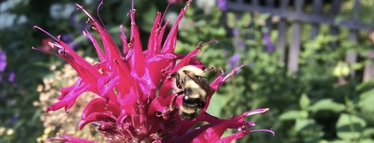 Male bombus bimaculatus on pink bee balm