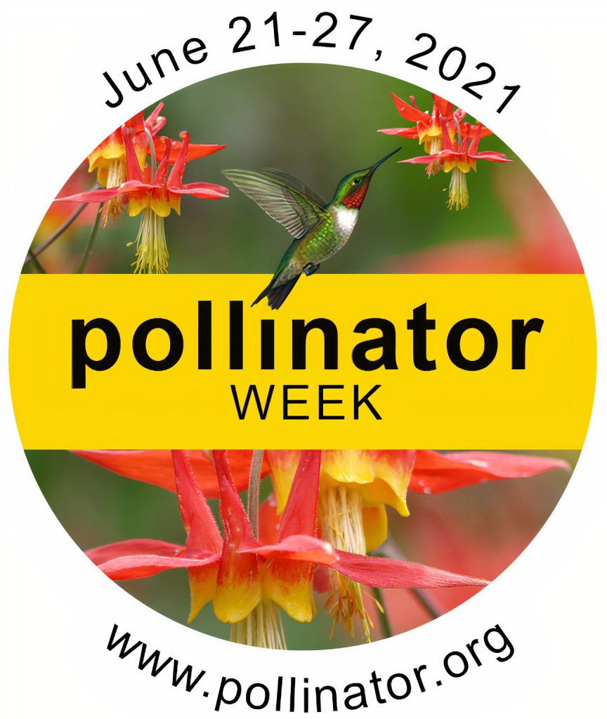 pollinator week logo of hummingbird at red columbine flower