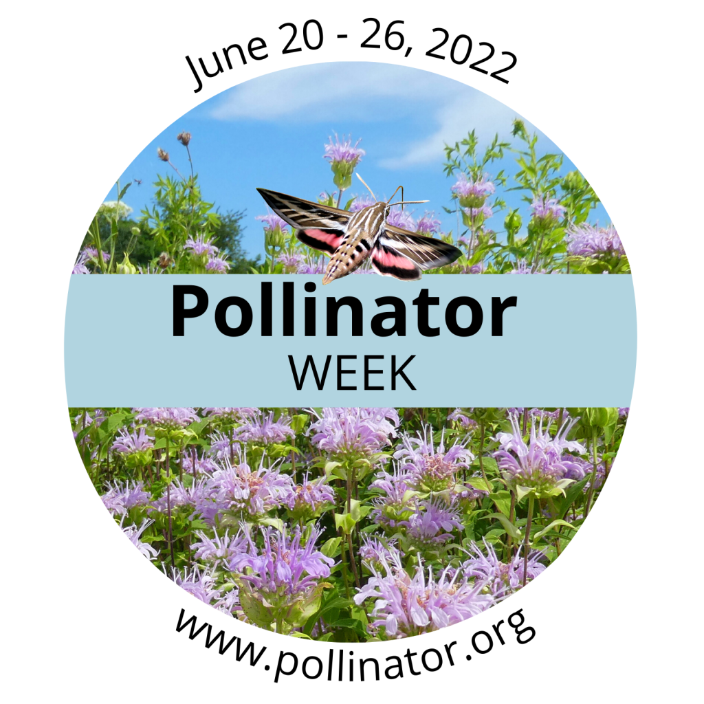 moth flying above purple flowers, pollinator week logo June 20-26 2022