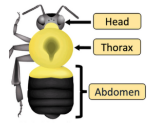 bumble bee body with three body regions labeled head, thorax, abdomen
